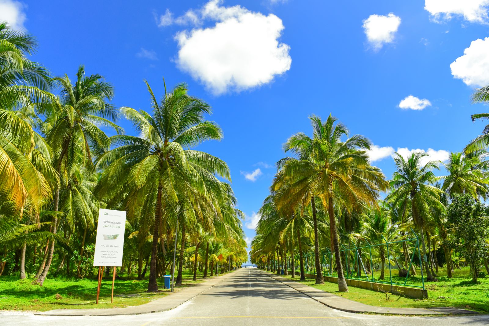 A sunny palm-tree-lined road at a warm southern destination, where snowbirds head each winter